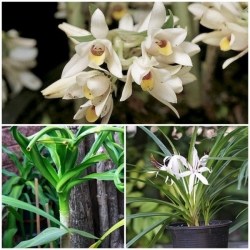 ��Ԥ�������§���͡ ����дѺ��ҹ���� �����ѡ�ǧ�������������١