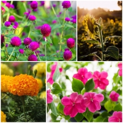 �͡��� 7 ��Դ�������ö�Ժ��ͧ���·���������ͧ����