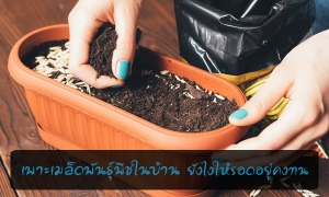 6 ෤�Ԥ㹡��������紾ѹ���ժ㹺�ҹ �ѧ�����ʹ���褧��