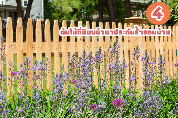 4 �������������һ�дѺ����ͺ��ҹ������§�� �������Ѵ���ա����