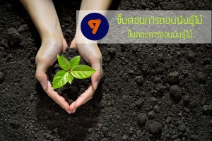 7 ��鹵͹��ö͹�ѹ������ ������������