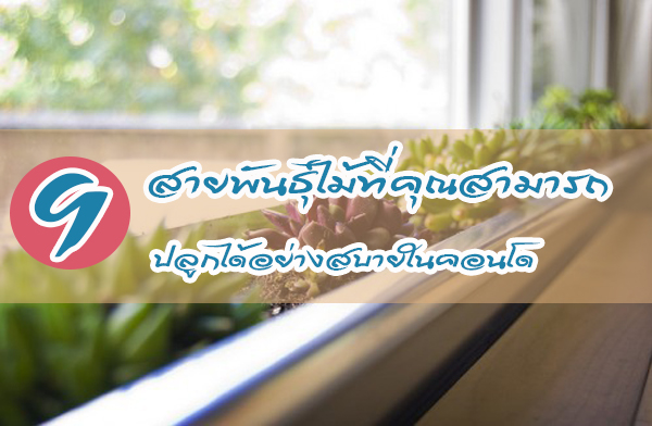 9 ��¾ѹ������ ���س�����ػ�١�����ҧʺ��㹤͹�