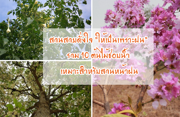 สวนสวยดั่งใจ ให้เป็นเพราะฝน รวม 10 ต้นไม้ชอบน้ำ เหมาะสำหรับสวนหน้าฝน สวนสวยดั่งใจ ให้เป็นเพราะฝน รวม 10 ต้นไม้ชอบน้ำ เหมาะสำหรับสวนหน้าฝน