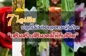 7 ����»�١��������ŵ���ѹ�Դ ��������ҧ�����������Ѻ���Ե