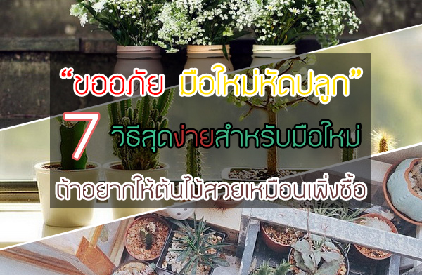 ������ ��������Ѵ��١ 7 �Ը��ش��������Ѻ������� �����ҡ��������������͹��觫���