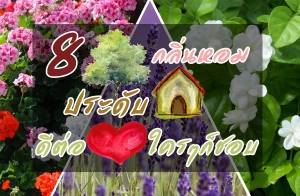 8 �������������дѺ��ҹ "�յ��� ����ͺ"