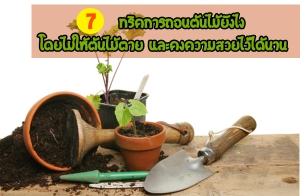 7 ��Ԥ��ö͹������ѧ� �������������� ��Ф�������������ҹ