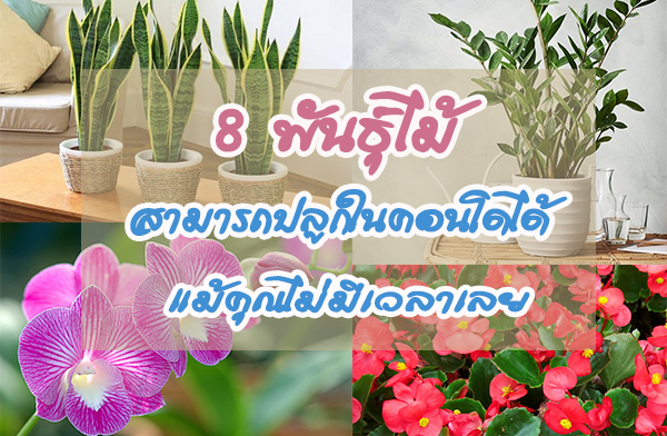 8 �ѹ������������ö��١Ẻ��ҵ���ʹ㹤͹��� ���س������������