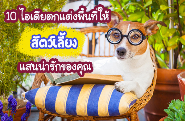 10 ไอเดียตกแต่งพื้นที่ให้สัตว์เลี้ยงแสนน่ารักของคุณ 10 ไอเดียตกแต่งพื้นที่ให้สัตว์เลี้ยงแสนน่ารักของคุณ