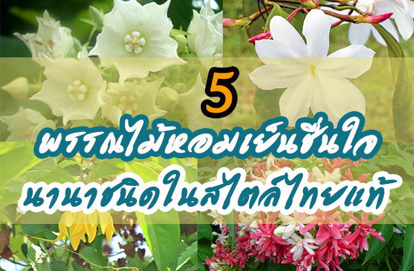 5 ��ó��������繪��� �ҹ��Դ���������