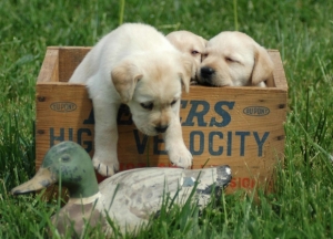 ������������������ ��͹���ѵ�����ô������§