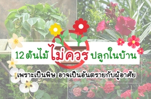 12 ���������û�١㹺�ҹ �����繾�� �Ҩ���ѹ���¡Ѻ��������