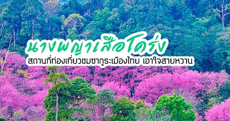 �����ͧ����Ǩش���͡�ҧ���������� ���㨤������ҹ