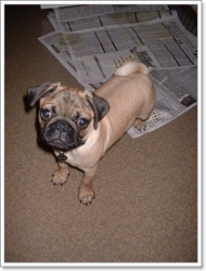 �Ѵ��þĵԡ����Ѻ��������繷��ͧ��ͧ��Ҵ��� "��ԡ��"