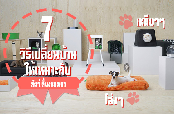 ������� ���� 7�Ը�����¹��ҹ�������СѺ�ѵ������§�ͧ���