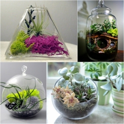 Terrarium �ǹ���㹢Ǵ��� �š�����������ǹ