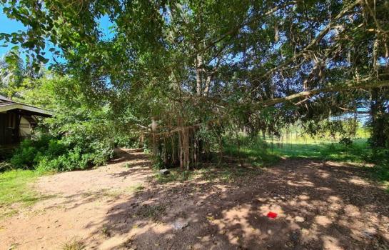 ��º�ҹ �Ԫ� �����ո����Ҫ