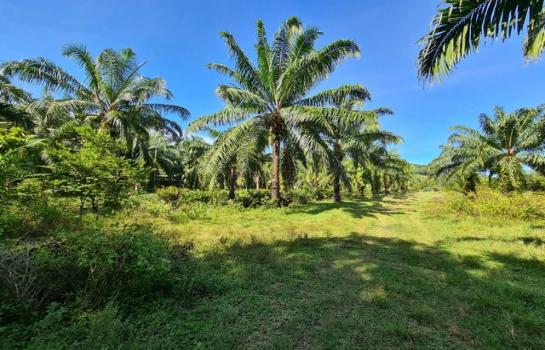 ��º�ҹ �Ԫ� �����ո����Ҫ