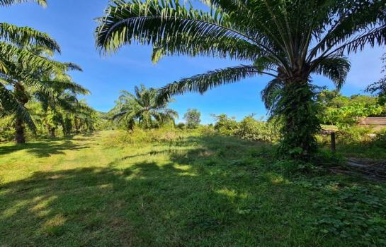 ��º�ҹ �Ԫ� �����ո����Ҫ