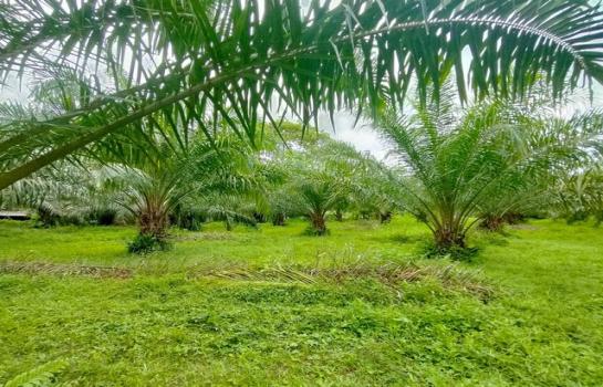 ��º�ҹ ��ҧ �����ո����Ҫ