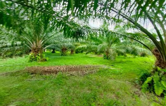 ��º�ҹ ��ҧ �����ո����Ҫ