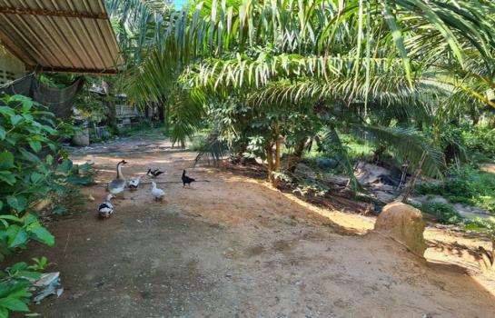 ��º�ҹ �Ԫ� �����ո����Ҫ