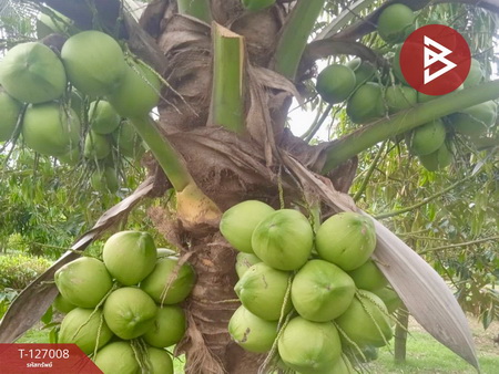 ��º�ҹ ����ҧ ྪú���