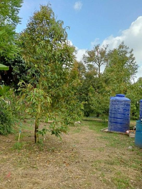 ��º�ҹ ���ͧ����� �����