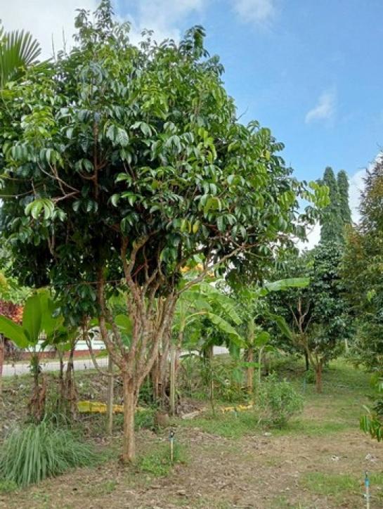 ��º�ҹ ���ͧ����� �����