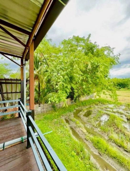 ��º�ҹ �ѹ��ᾧ ��§����