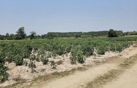 �ź��� �� coasset22