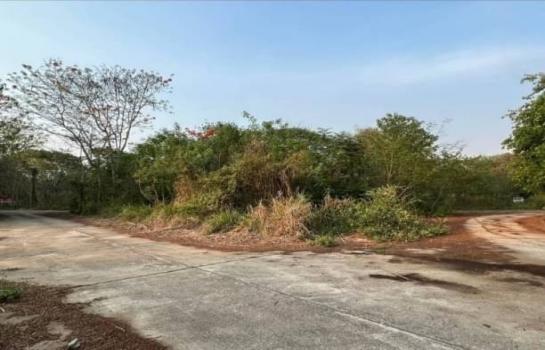 ������ �� onanong khumaphao