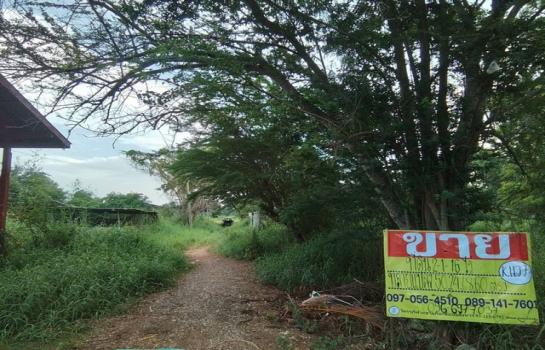 ����ӻҧ �� zionasset1