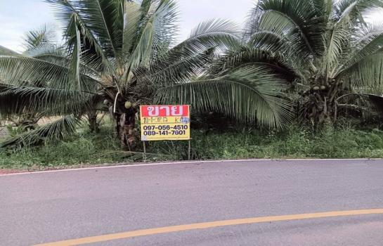 �ҡ �� zionasset1