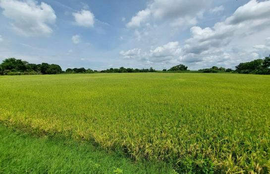 ��·��Թ 31.5 ���