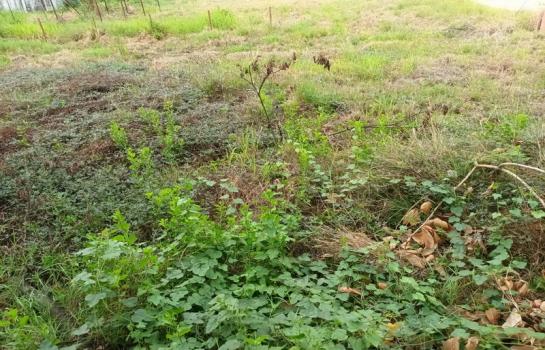 ������ �� B.Y.55