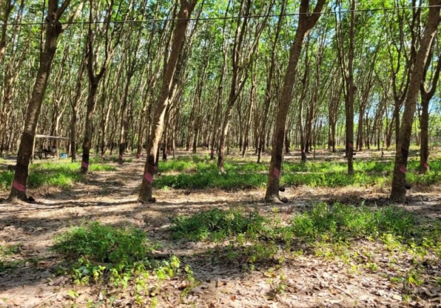 ���ͧ �� A House property