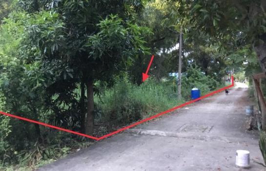 ��´͹���ͧ �� panaya.opalopal