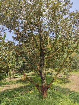 ������ͧ �� sopa