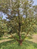 ��·��Թ �Ҥһ�С�Ȣ�� 1,400,000 �ҷ