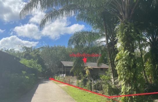 �����ʹ �� panaya.opalopal