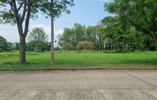 ���Թ��������м١�ѹ ��§����