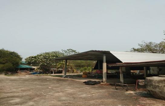 ��º�ҹ ��§�ҹ���