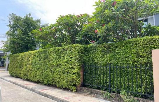 �ǹ��ǧ �� ��ͼ��