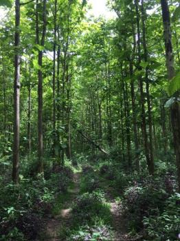 ���ᵧ �� onanong khumaphao