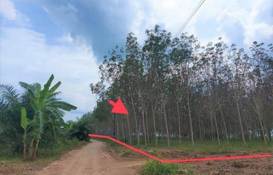 �����ʹ �� panaya.opalopal