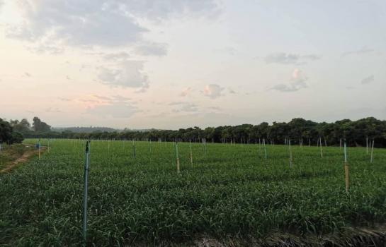 ���ᵧ �� onanong khumaphao