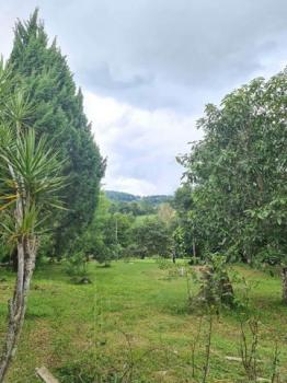 ���ᵧ �� northern1