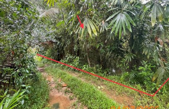 ��¾ѧ�� �� panaya.opalopal