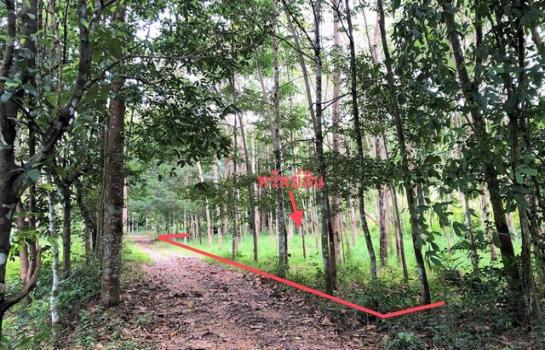 ���ʧ��� �� compos2566